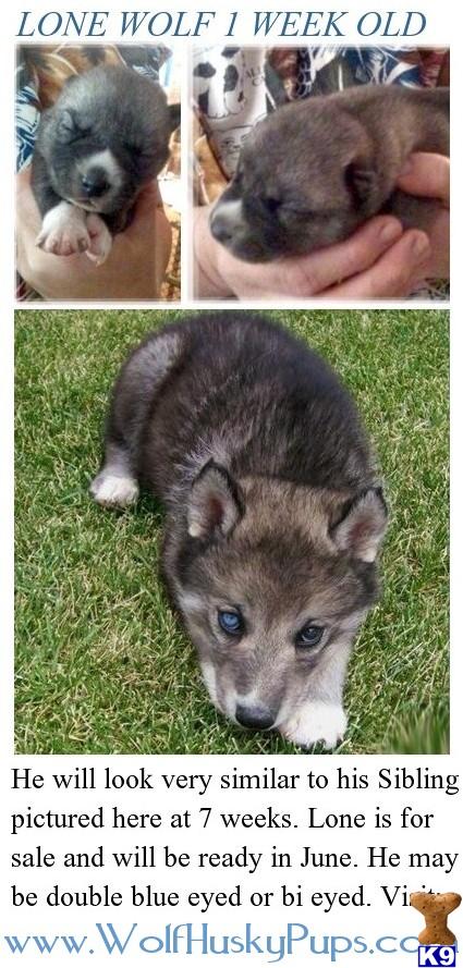 Puppies in NV